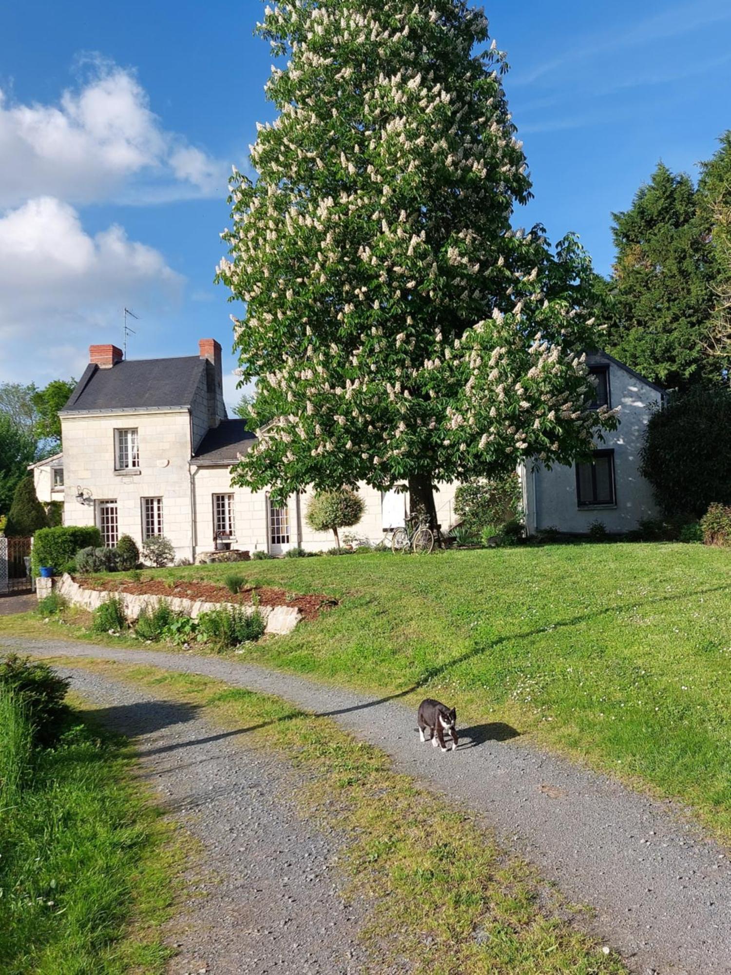Chambres D'Hotes De L'Ile Du Saule Saumur Exterior foto
